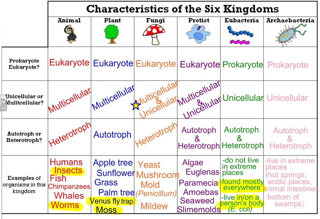 kingdom biology definition